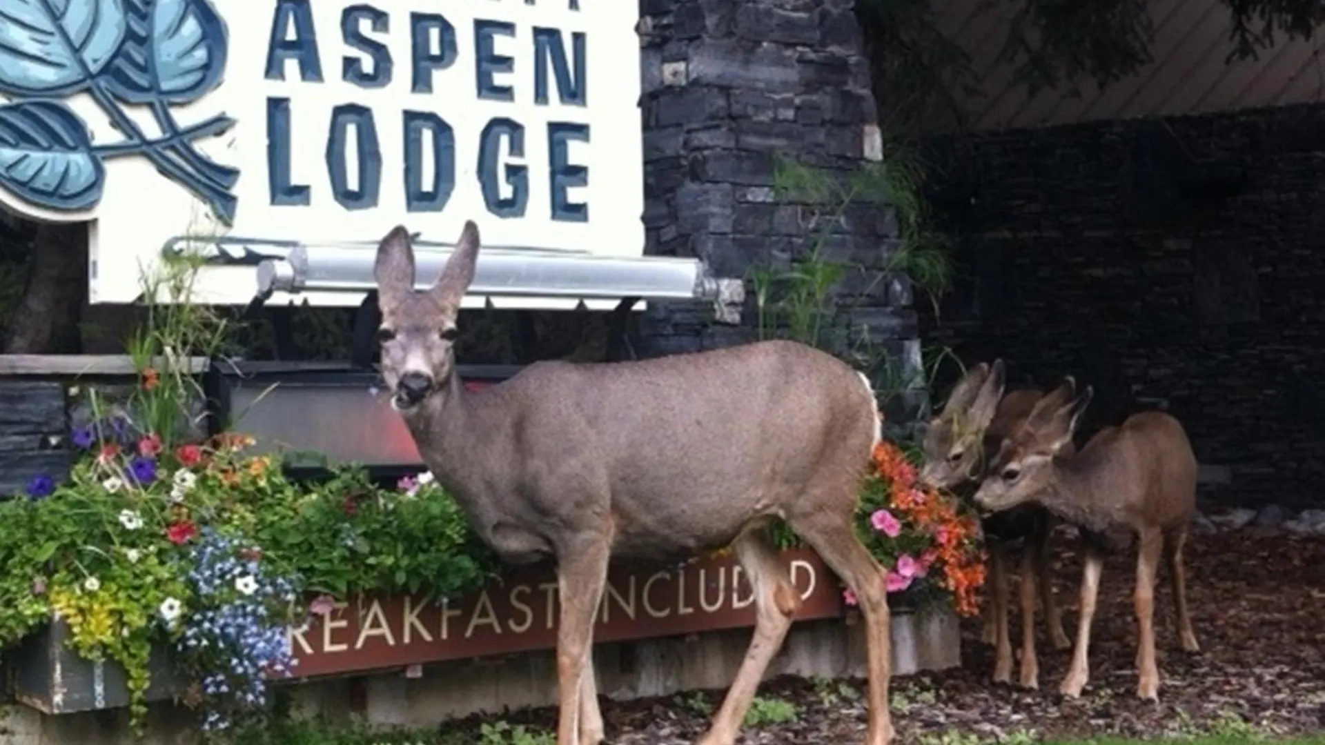 Banff Aspen Lodge